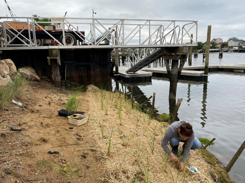 Senior Scientist Danna Cuneo installing Spartina alterniflora plugs at a commercial site in New York City.