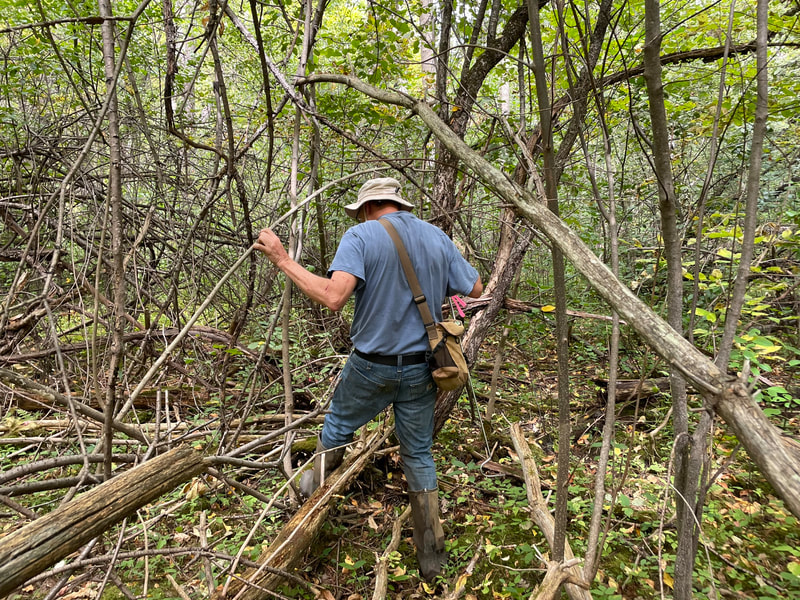 President Mike Bontje bushwhacking through dense vegetation during a wetland delineation in Clinton Co., NY.
